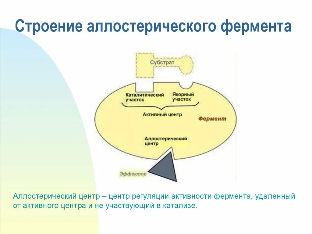 Активная форма фермента. Структура аллостерических ферментов. Аллостерический центр фермента структура. Структура активного центра фермента. Активный центр фермента схема.