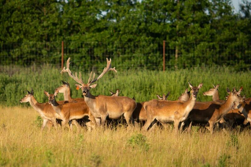 Оленеферма. Ижевск олени парк. Марал алтай. Оленеферма гринфилд парк удмуртия. Оленеферма гринфилд парк удмуртия.