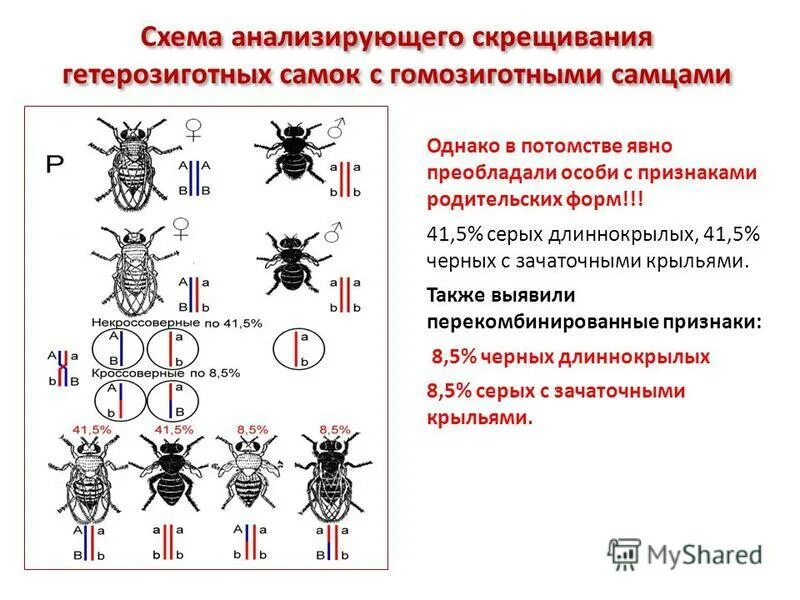 Скрещивание гомозиготных организмов подбор исходных родительских форм