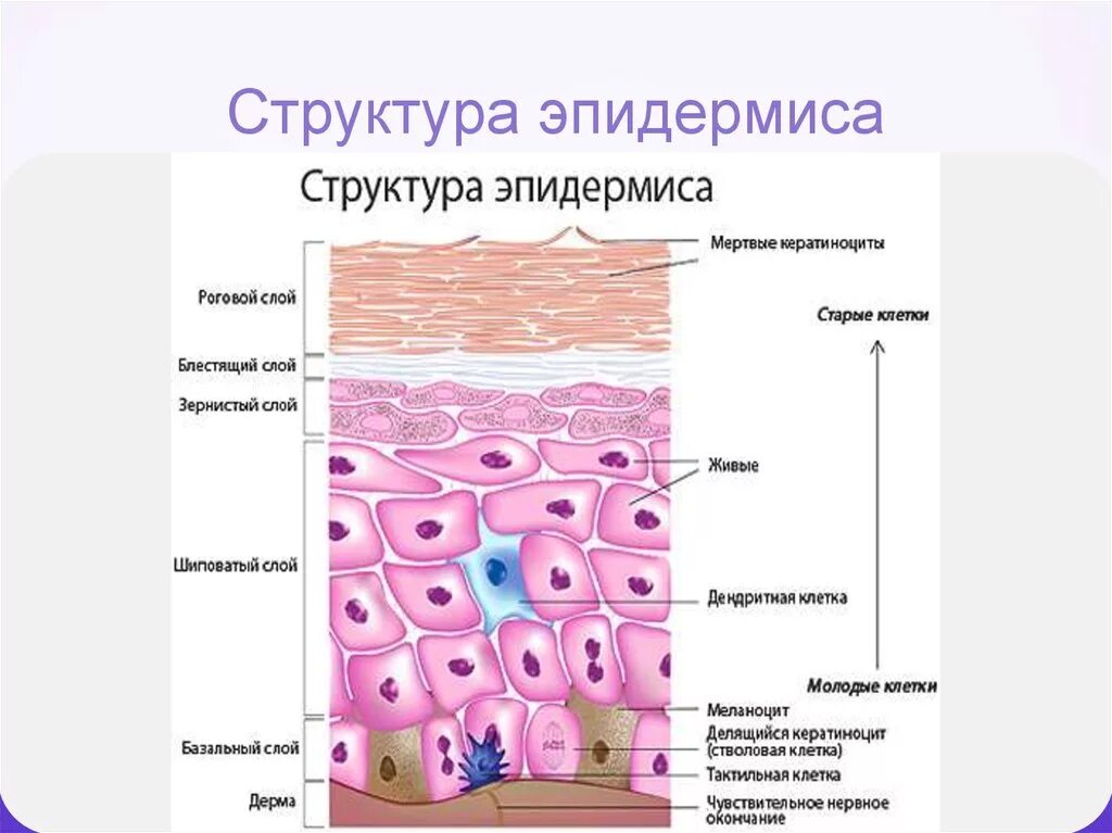 Что содержит эпидермис кожи человека