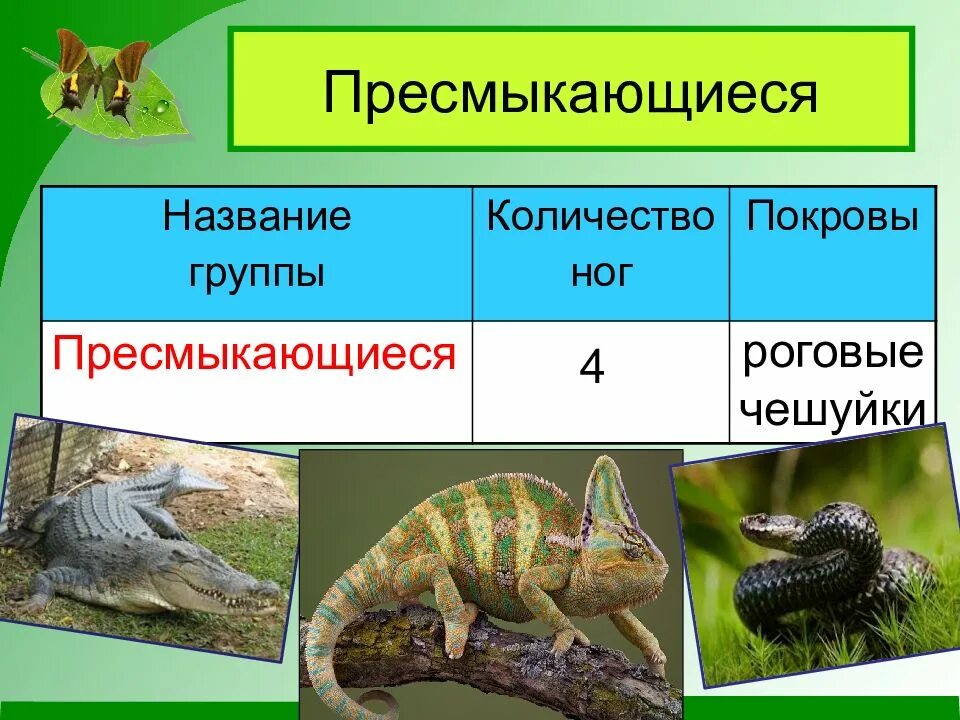 Какой покров у животных. Какой покров у животных