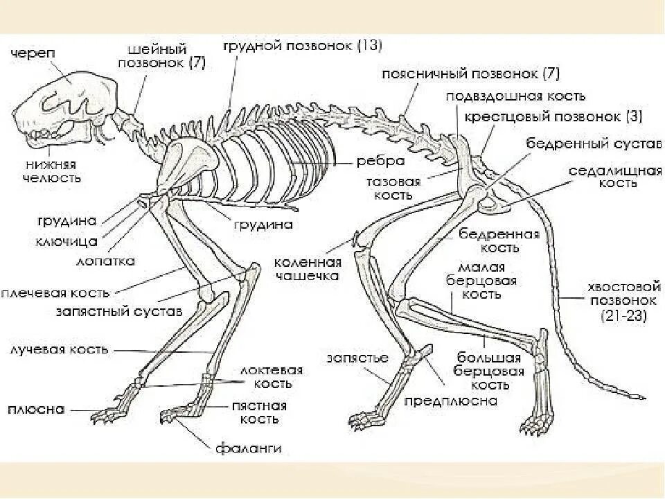 Кости в скелете млекопитающих соединяются между собой. Скелет кошки с названием костей. Скелет кота с названием костей. Строение скелета млекопитающих. Скелет кошки с описанием костей.