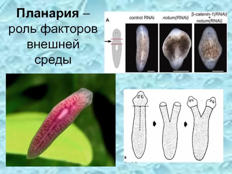 Белая планария размножается почкованием. Молочная планария фрагментация. планарии раздельнополые. многоголовая планария. планария хордовая.