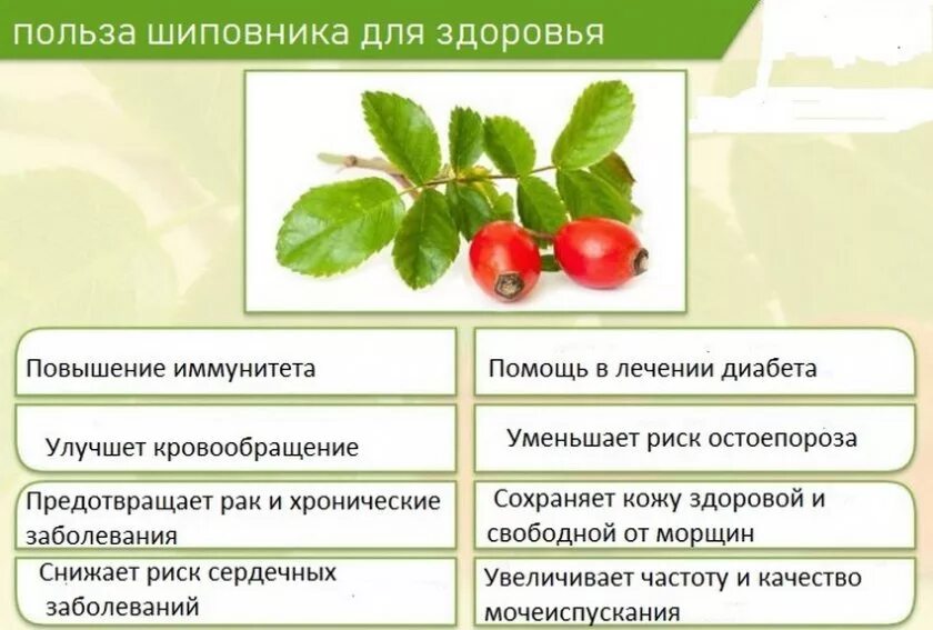 Для чего полезен шиповник. Полезное растение шиповник. Характеристика лекарственных свойств шиповника. Шиповник свойства. Содержание витамина с в шиповнике.