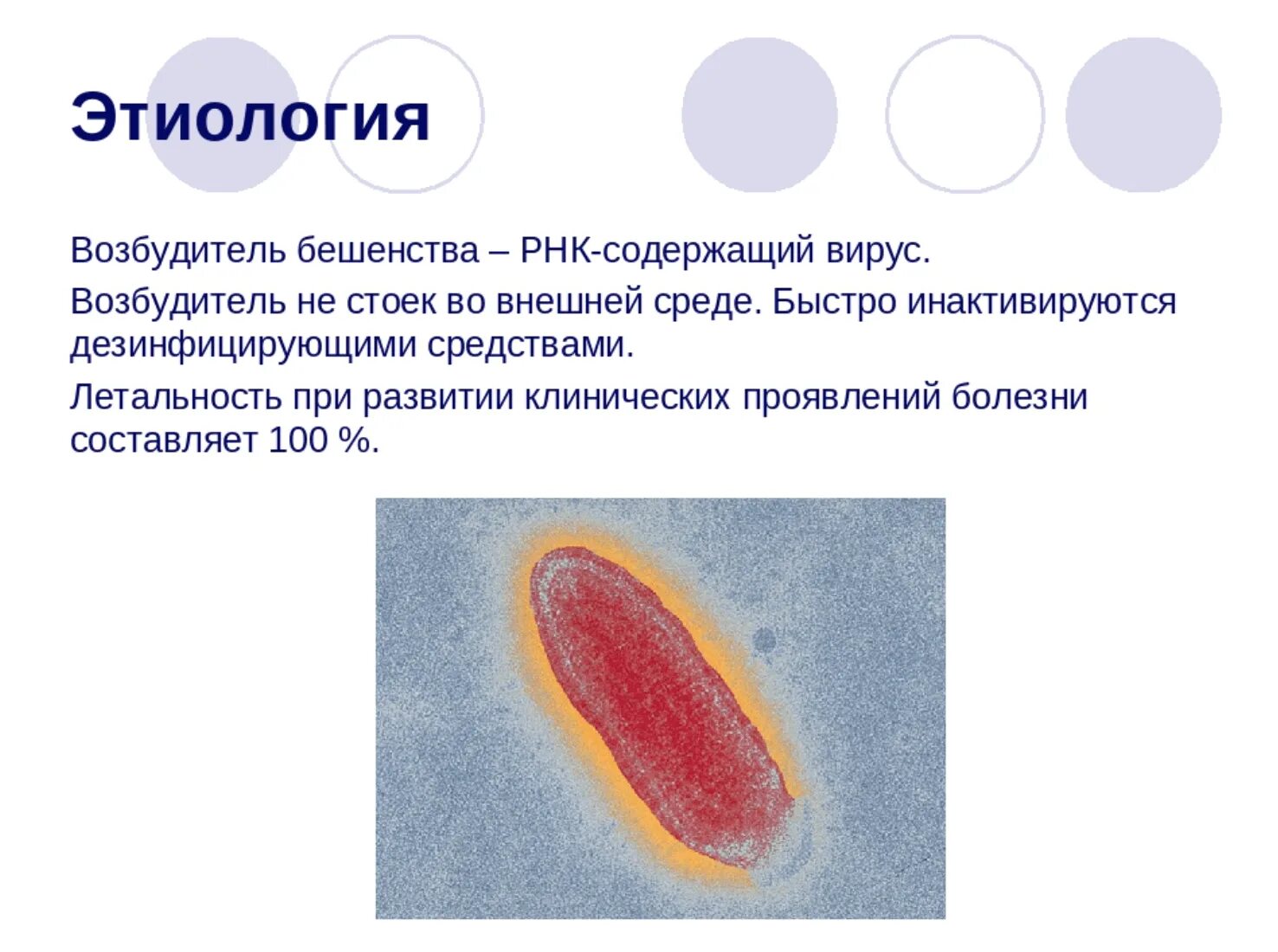 Возбудитель бешенства является