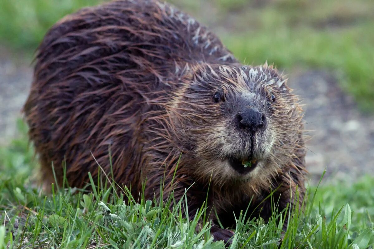 Бобры вкусные. Канадский Бобр (Castor canadensis). Бобр Речной обыкновенный. Бобр (Castor Fiber Linnaeus, 1758). Западно Сибирский обыкновенный Бобр.