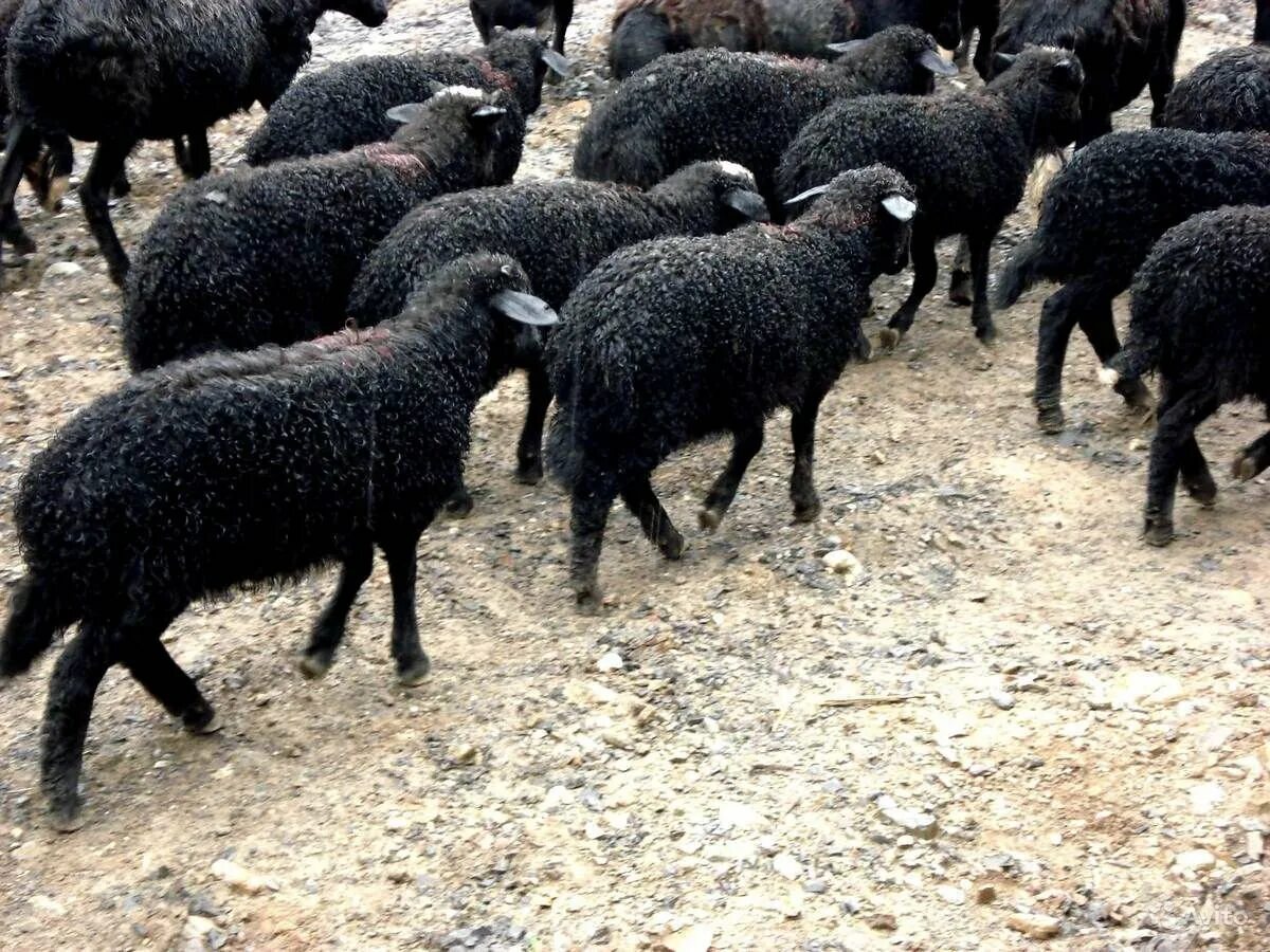Авито породы овец. Курдючный Карачаевский баран. Карачаевская порода Баранов. Андийская порода овец. Черные курдючные породы овец карачаевской породы.