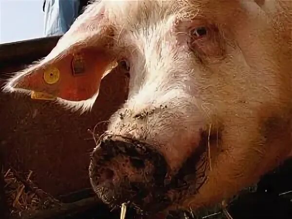 Livestock, Pets and People Will Dominate Future Fossils Scientific American