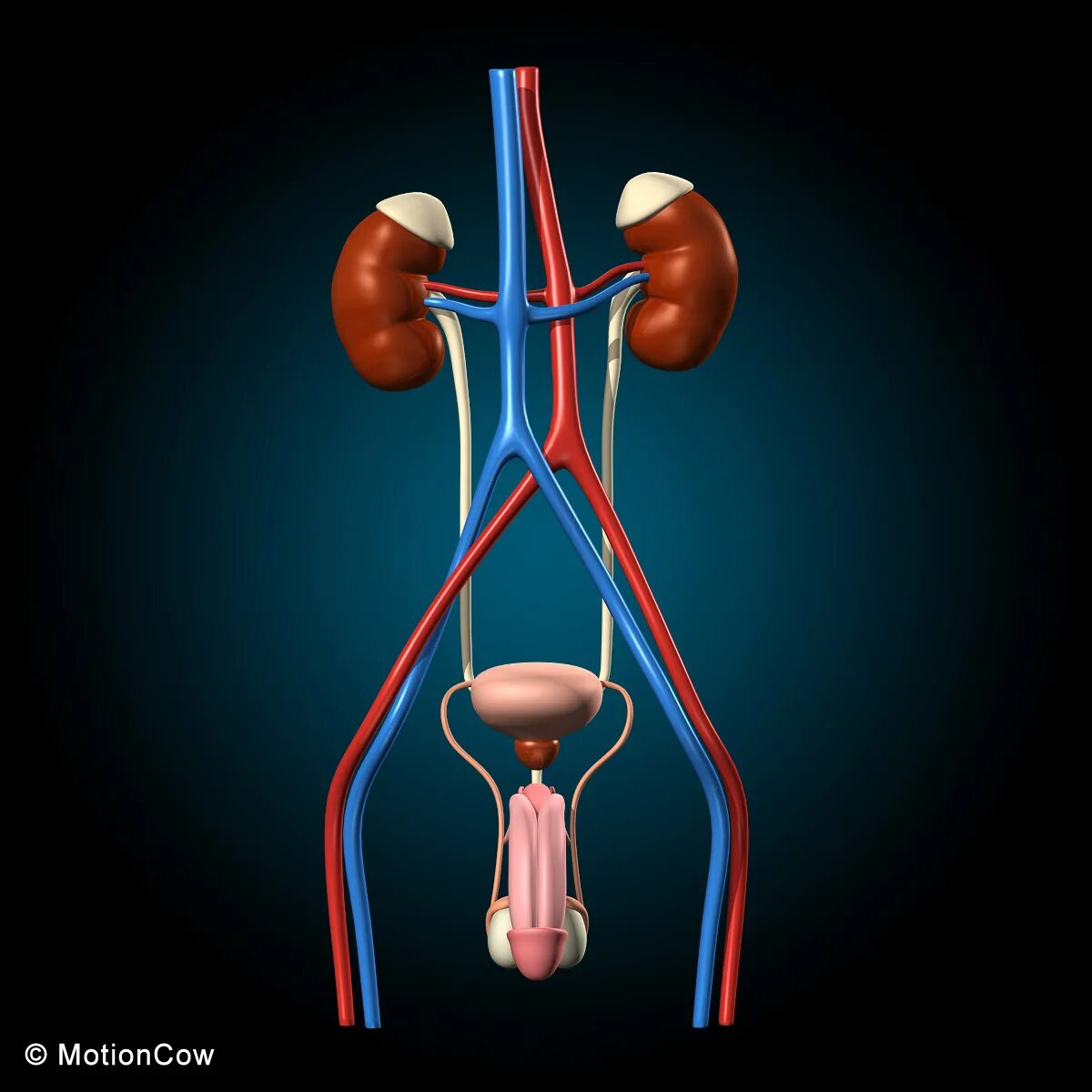 Urinary system. Мужская Мочеполовая система анатомия 3d. Human Excretory System. Мужская Мочеполовая система анимация. Строение мочевыделительной системы без подписей.