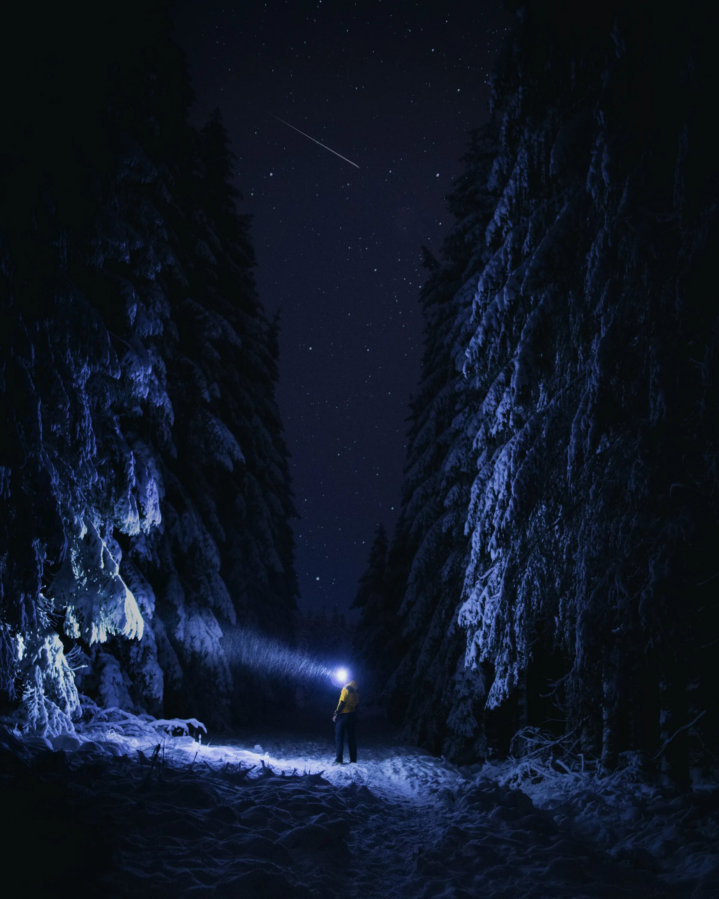Night person. «Ночь в лесу». Ночью в лесу с фонариком. Призрак в лесу ночью. Фонарики в лесу.