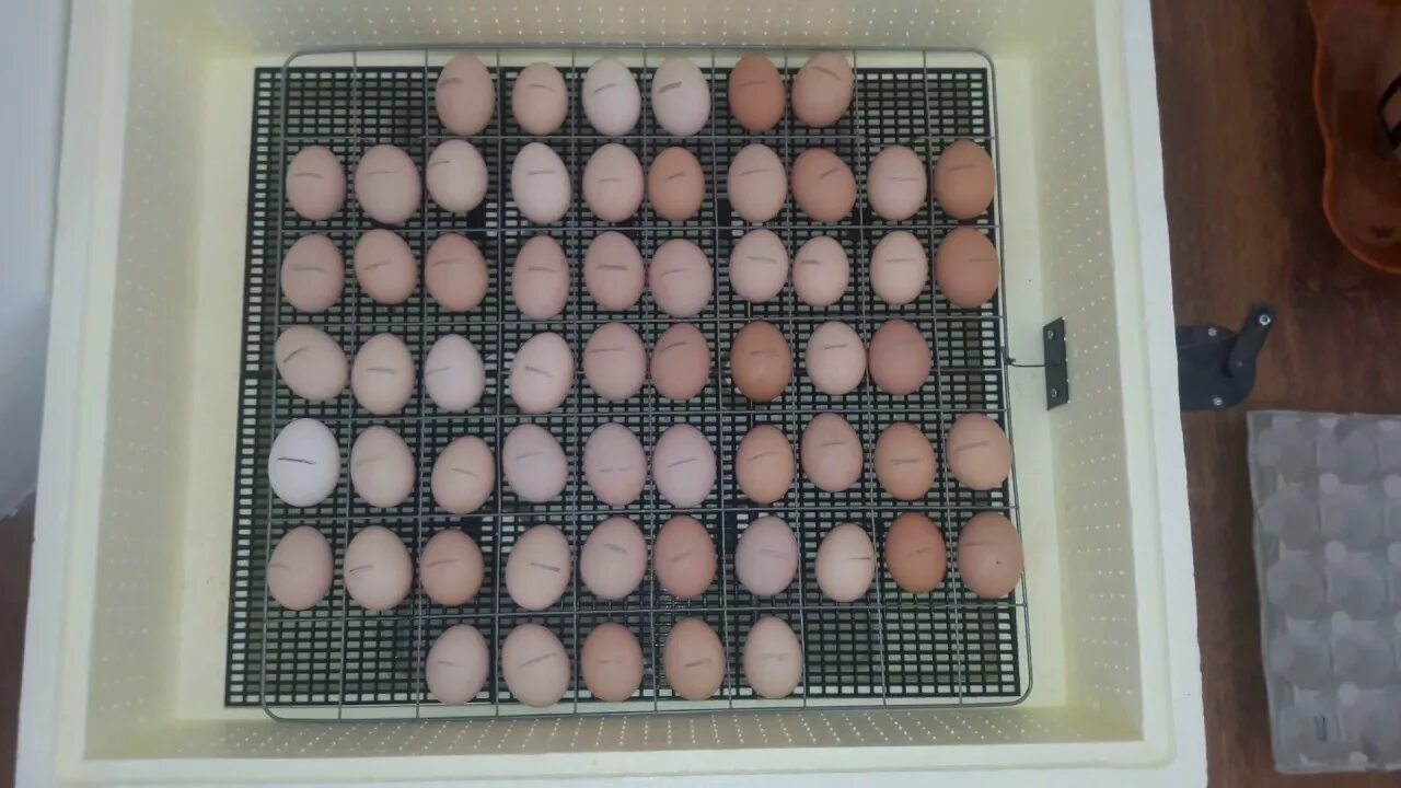 Инкубатор бытовой Золушка на 45 яиц. Инкубатор Золушка на 90 яиц. Решетка для перепелок инкубатор Золушка 98. Решетка для утиных в инкубатор Золушка 20200. Решетки для яиц купить