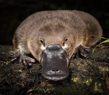 Ornitorrinco Platypus, Australian animals, Australian native animals