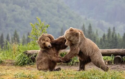 To bear