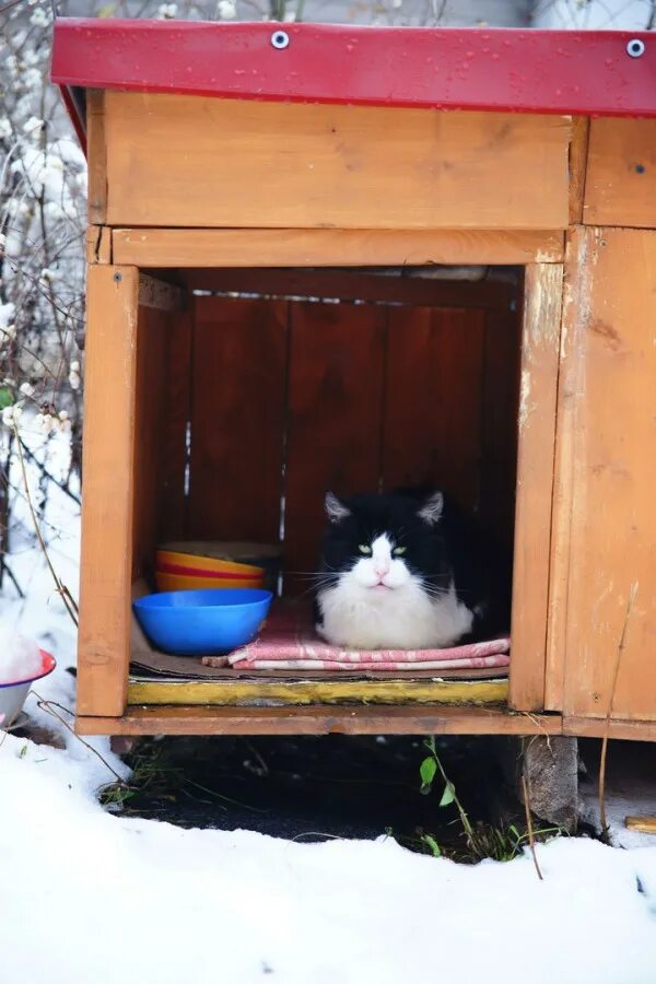 Домики для бездомных котов. Зимний домик для кошки. Уличные домики для кошек зимой. Зимние домики для бездомных кошек. Сделай потеплее на улице