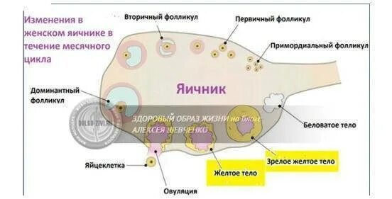 Жёлтое тело в яичнике на УЗИ 18мм. Жёлтое тело в яичнике в правом яичнике. Что значит изменение яичников