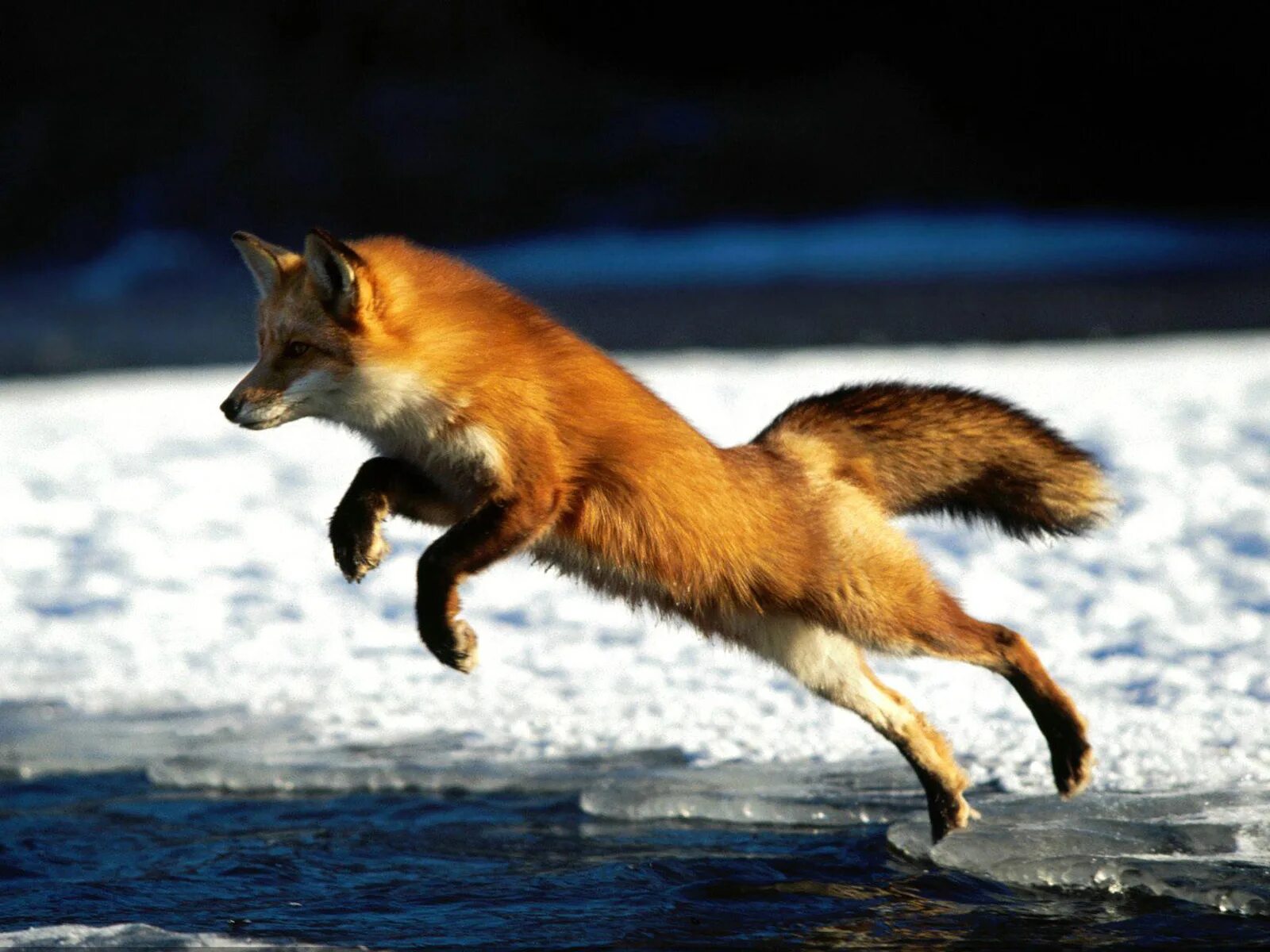 Обыкновенная лисица (рыжая лисица). Лиса в прыжке. Лиса бежит. Животные в движении. Звук крадущегося 5 букв
