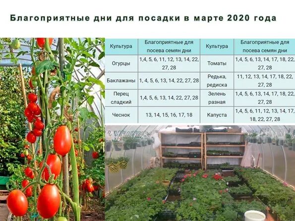 Сколько томатов можно посадить в теплицу