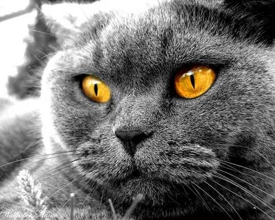 Кот с желтыми глазами