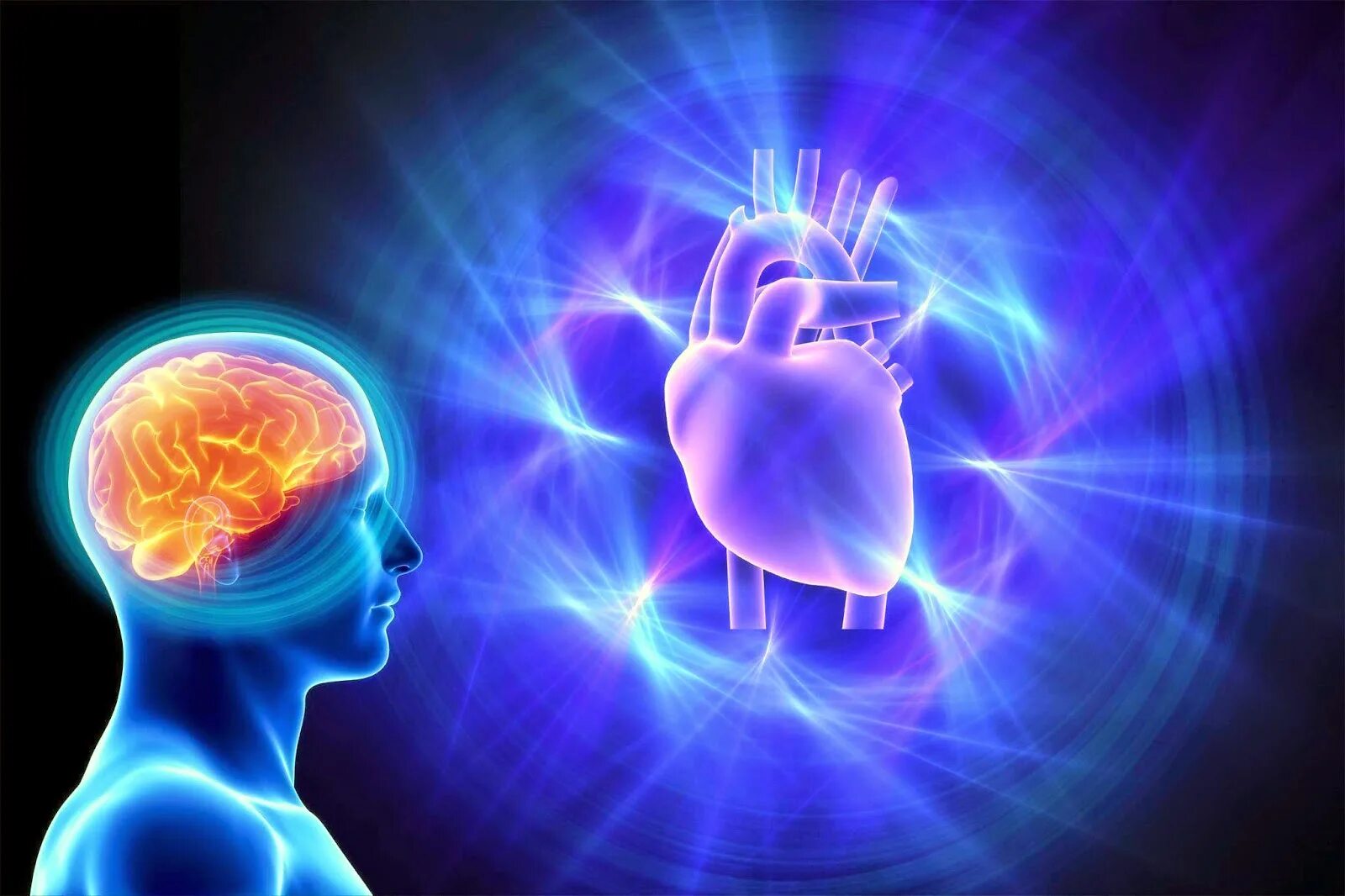 Мозг и сердце. Человеческий разум. Сердце и разум.