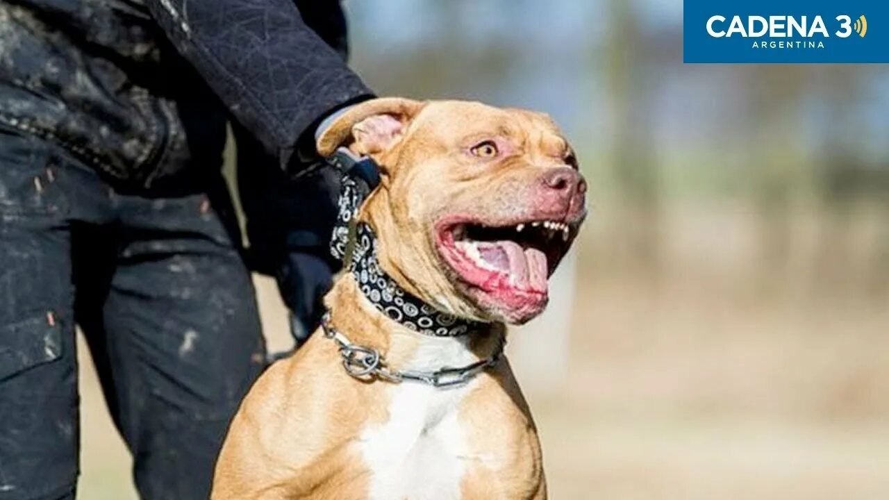 Питбуль команда. Мексиканский питбуль. мексиканцы с питбулями.
