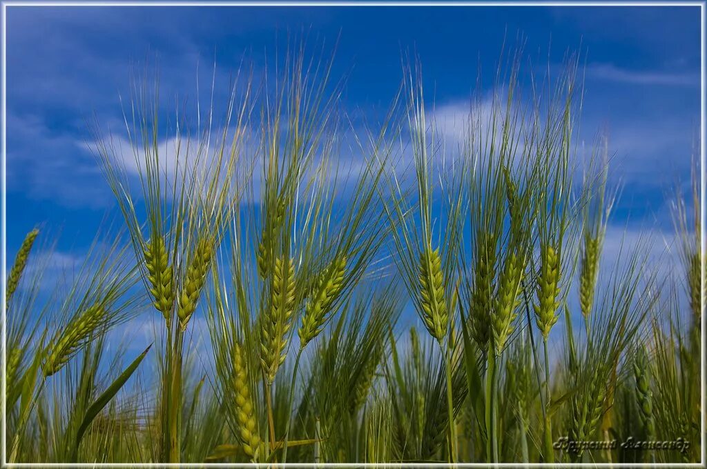 Колосья пшеницы. Многолетняя трава с колосками. Колосок пшеницы. Август компания колосок. Колосков работа.
