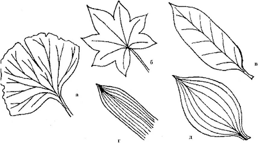 Сетчатое жилкование у цветов. Гинкго жилкование листьев. Дихотомическое жилкование листьев. Вильчатое жилкование листа. Гинкго двулопастной жилкование.