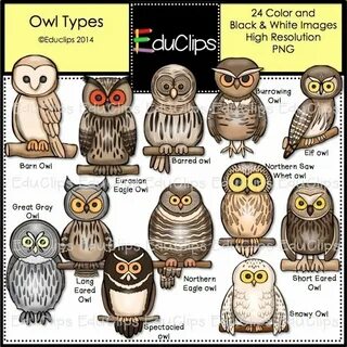 Owl перевод