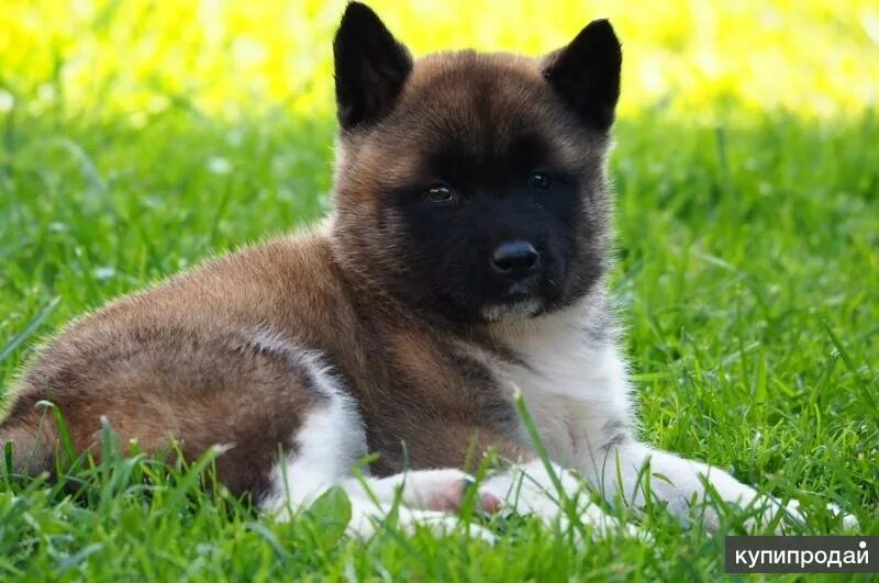 Собака американская акита. Американская акита эстетика. Собака американская акита. Американская акита отзывы. Американская акита отзывы.