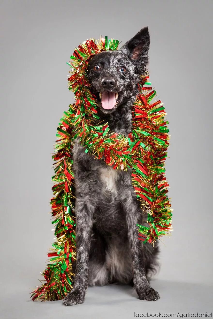 Как сделать новогоднюю фотографию собаки Dog Wrapped in Christmas Lights With Santa hat! Christmas puppy, Christmas cat