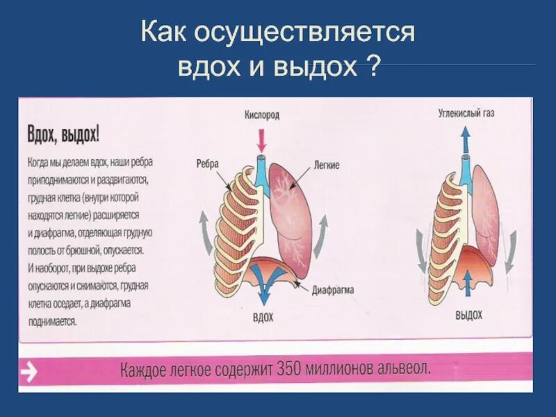 Определите путь воздуха