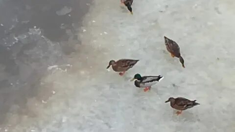 Голос селезня весной для подзыва утки