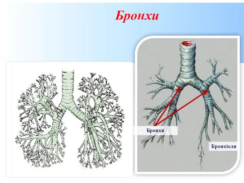 Бронхи. Бронхи человека. Строение бронхиального дерева. Рисунок бронхов. Бронхиальное дерево легких