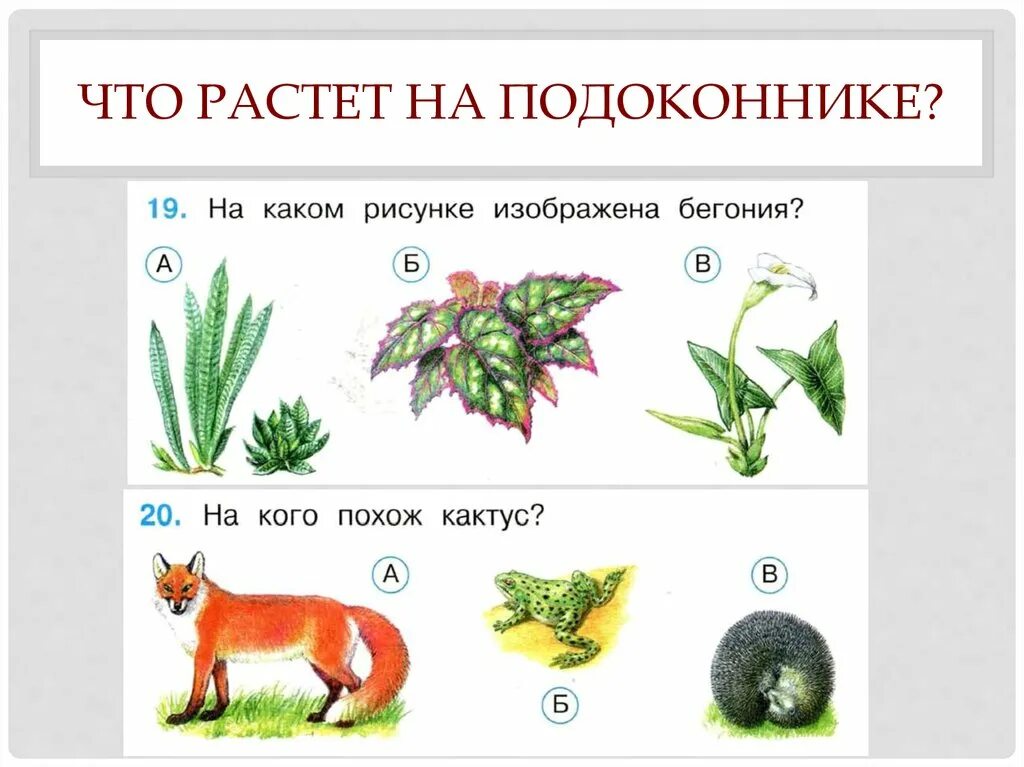 План урока окружающий мир 1 класс. Что ра тет на подоконнике. Что растет на подоконнт. Занятия по окружающему миру 1 класс. Что растет на подоконнике.