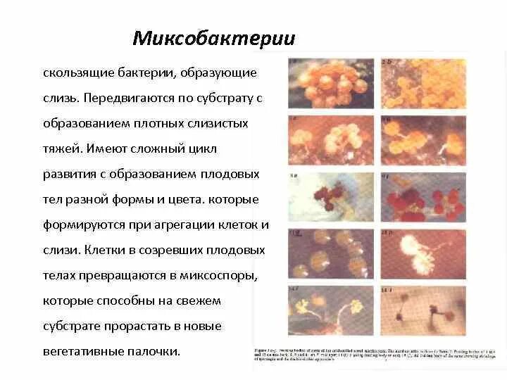 Формы ба. Миксобактерии рода cytophaga распространены в почвах. Myxococcus xanthus. Бактерии формируют плодовые тела. Скользящие бактерии.