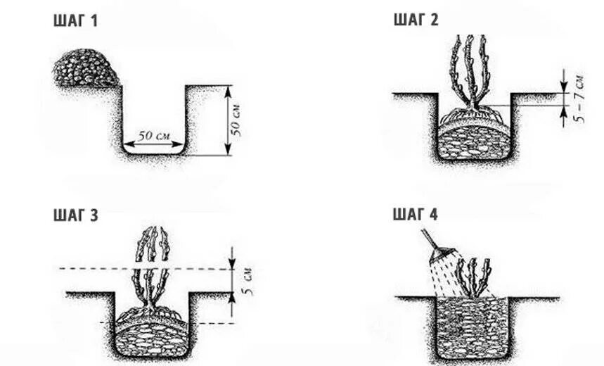 Высота саженца розы 10 см какой высоты. Схема выращивания смородины черной. Схема посадки саженцев черной смородины. Схема посадки крыжовника. Посадка черной смородины схема посадки.