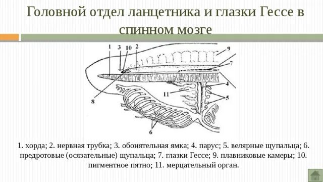 Органы чувств ланцетника. Органы нервной системы ланцетника. Головной отдел ланцетника схема. Ланцетник мозговой желудочек. Отделы головного мозга ланцетника.