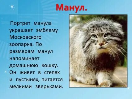 Манул краткое описание