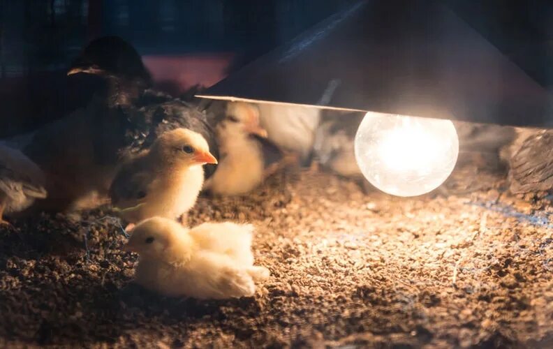 Нужно ли цыплятам ночью свет. Освещение птенцов. Цыплята под лампой. Цыпленок свет. Лампа для цыплят.