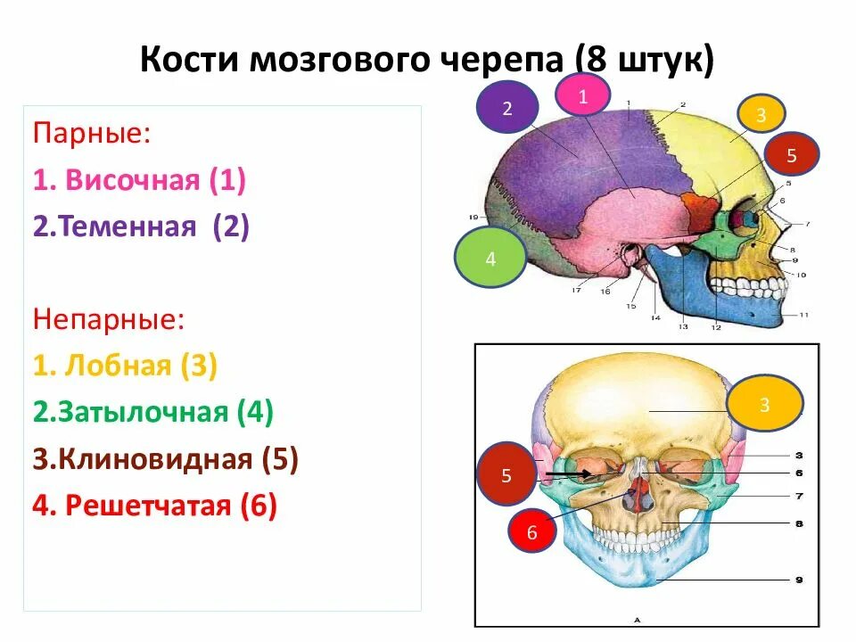 Мозговой отдел черепа кости соединение. Кости мозгового черепа парные и непарные. Мозговой отдел черепа парные и непарные. Мозговой отдел парные и непарные кости. Парные кости мозгового отдела черепа.