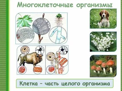 Человек многоклеточного организма