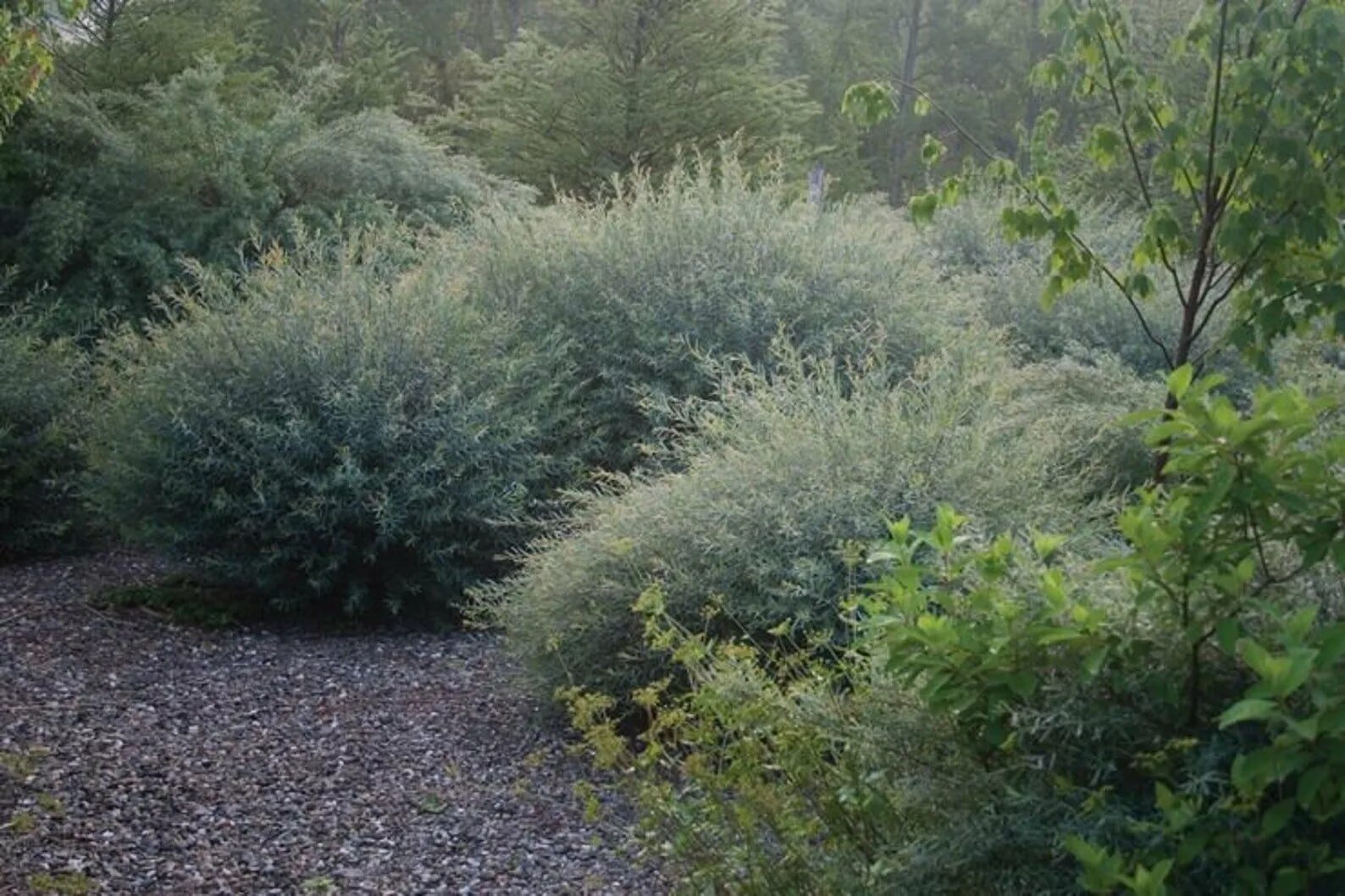 Подпорная стенка сады боболи. Ива плакучая в ландшафтном. Ива плакучий гном в ландшафтном. Ива белая (salix alba). Ива вавилонская извилистая матсудана.