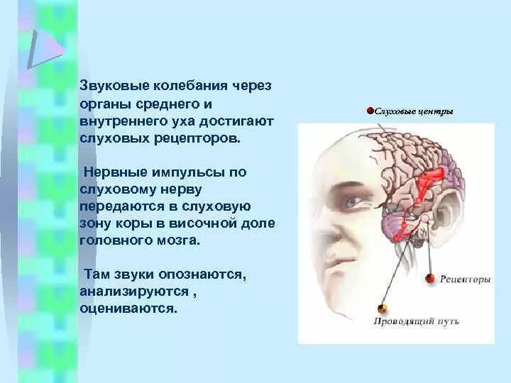 Преобразует раздражения в нервные импульсы передает. Звуковые колебания в нервный импульс. мозг и анализатор звука. превращение звукавые колебаниев нервном импульс. звуковую энергию в нервные импульсы превращают.