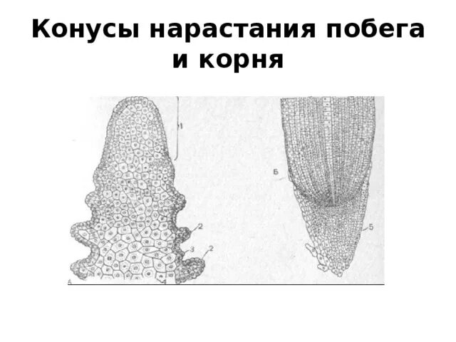 Верхушечная апикальная меристема. Апикальная меристема побега. Конус нарастания побега меристему. Апикальная меристема строение.