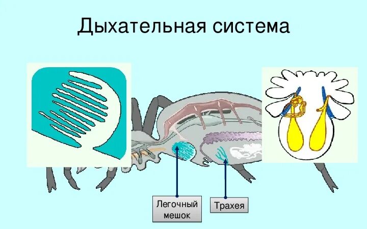Как дышат паукообразные. Как дышат паукообразные