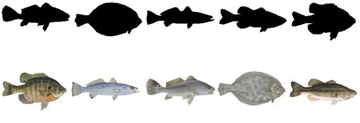 Fish art, Fish illustration, Animals of the world