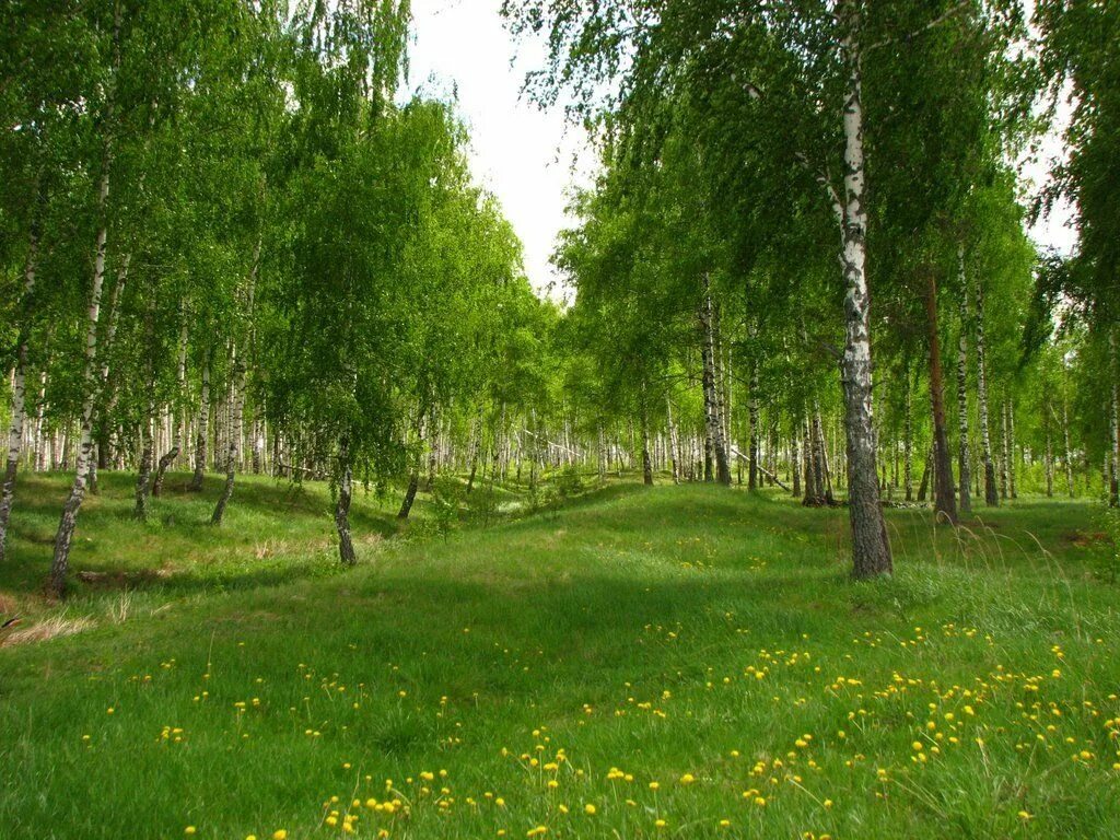 Графская березовая роща. Берёзовая роща, деревня ольгино. березовая роща степаново. березовая роща в алексине тульской области. жигулевск березовая роща летом.