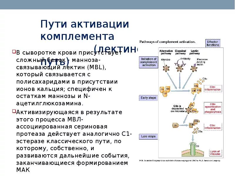 Комплемента анализ. Лектиновый путь активации. пути активации комплемента. комплемент (пути организации и строение). система комплемента.