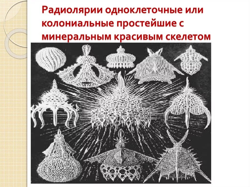 1 простейшие были открыты. Лучевики радиолярии. Колониальные радиолярии. Эрнст Геккель радиолярии. Простейшие радиолярии.