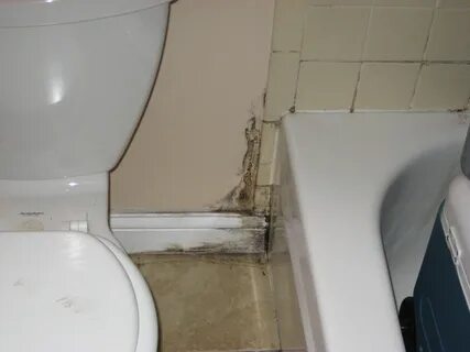 Tony in Renton, Washington - Mold Blogger