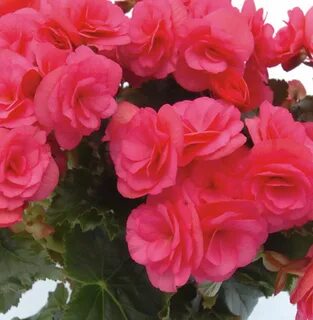 Бегония rose